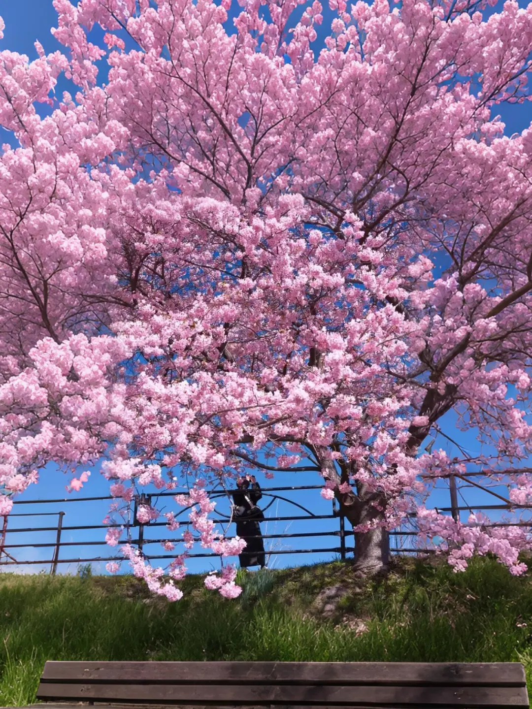 🇯🇵日本樱花季🌸十大赏樱圣地大公开！