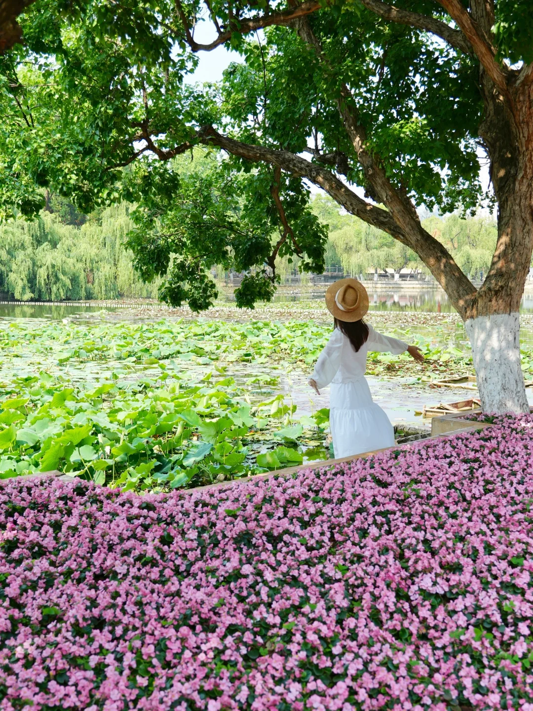 人生建议：春天一定要去趟昆明！附赏花攻略💐