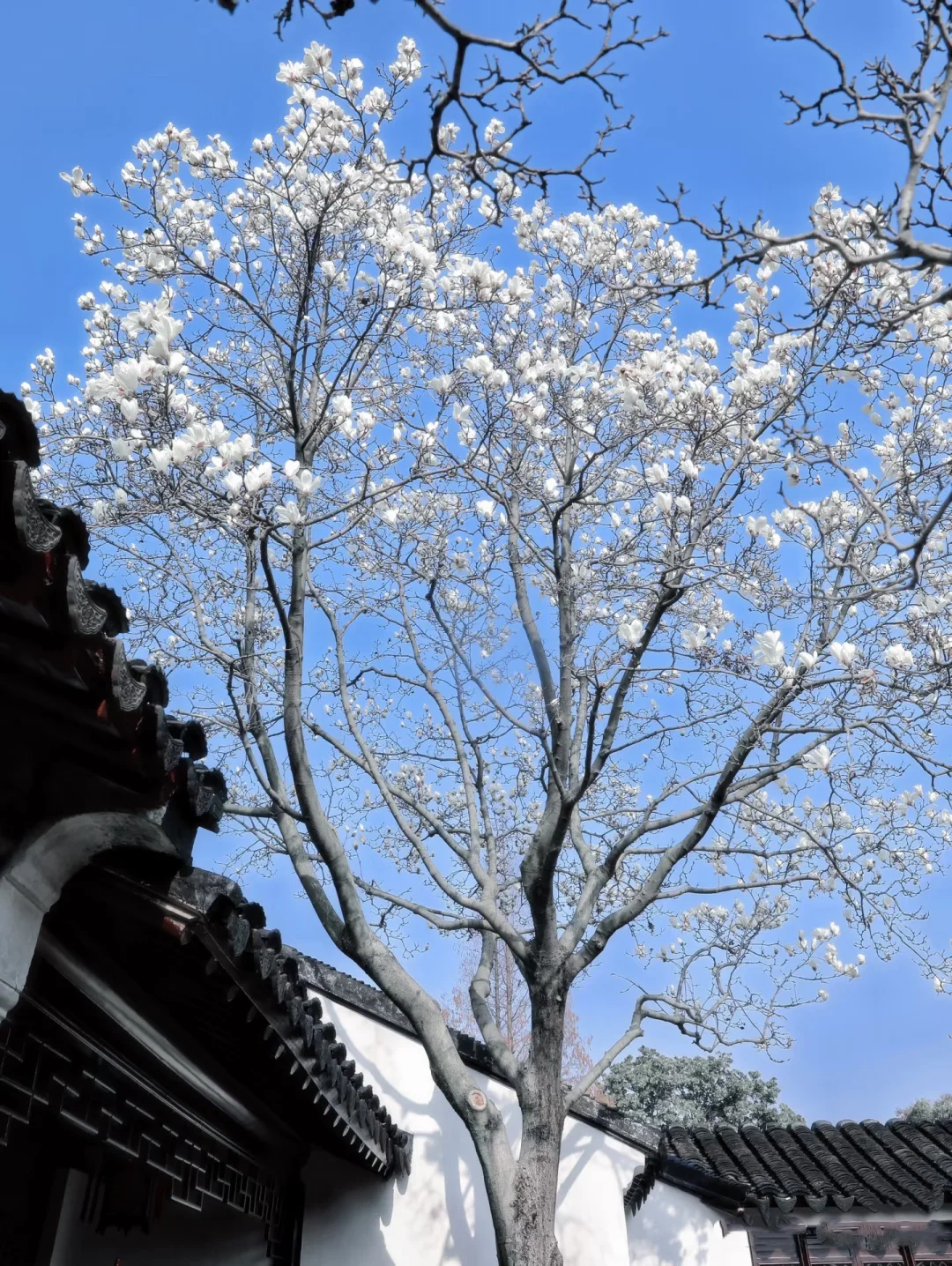 苏州春天的浪漫🌸不止公园！更是满大街小巷！