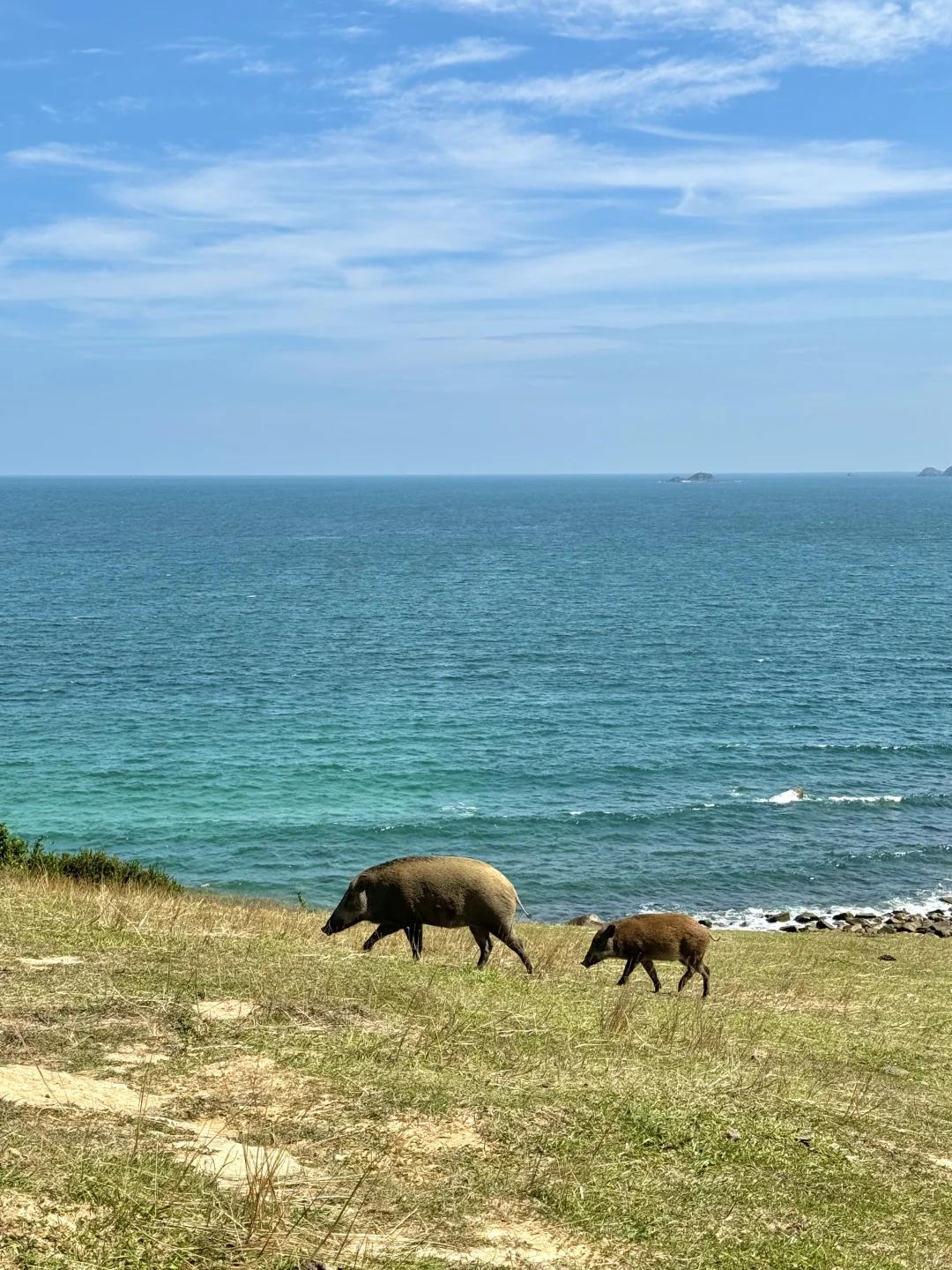 香港·这才是牛马呆的地方 20港币直达的快乐