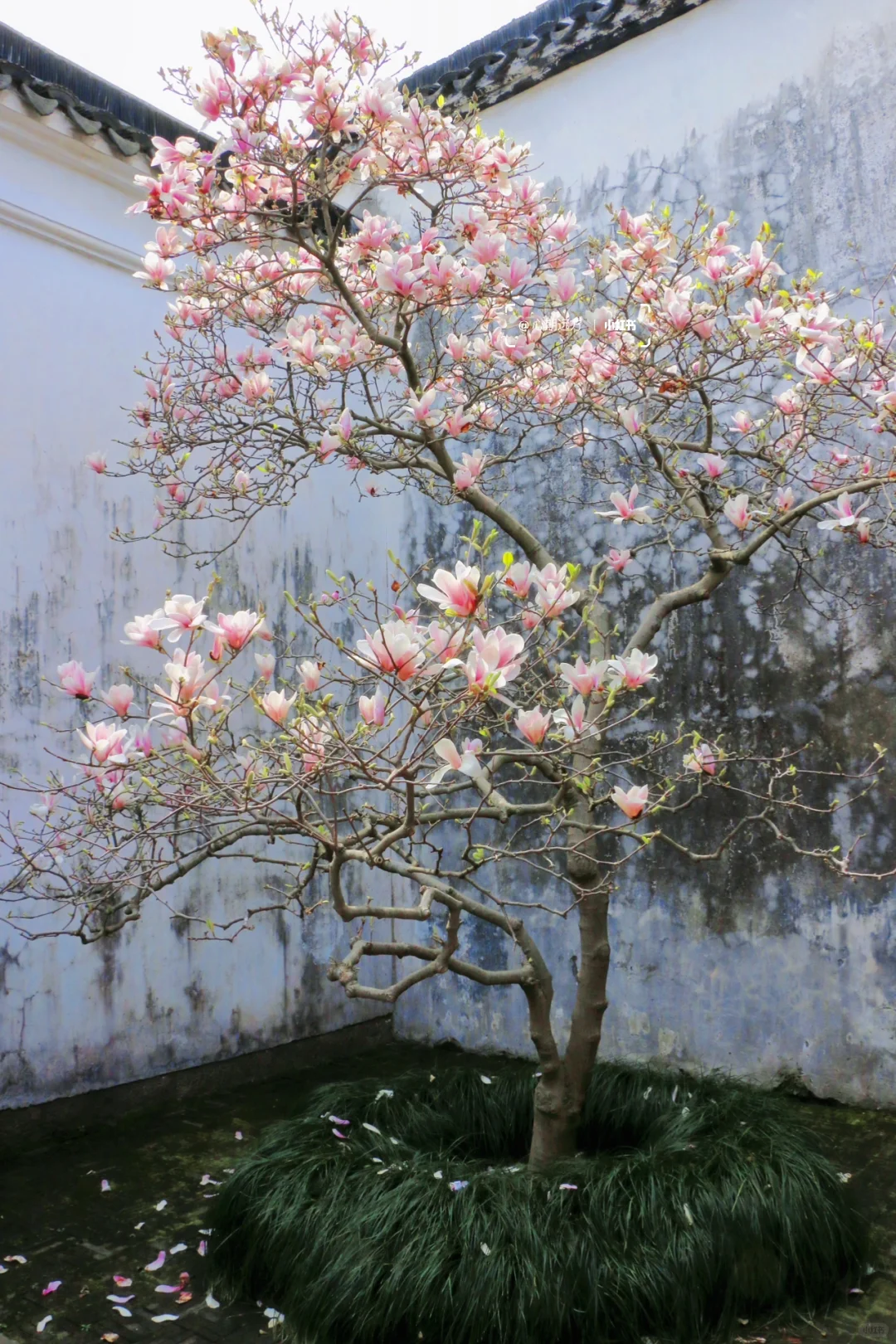 上春山🍃苏州三月玉兰花盛开（附最新攻略）