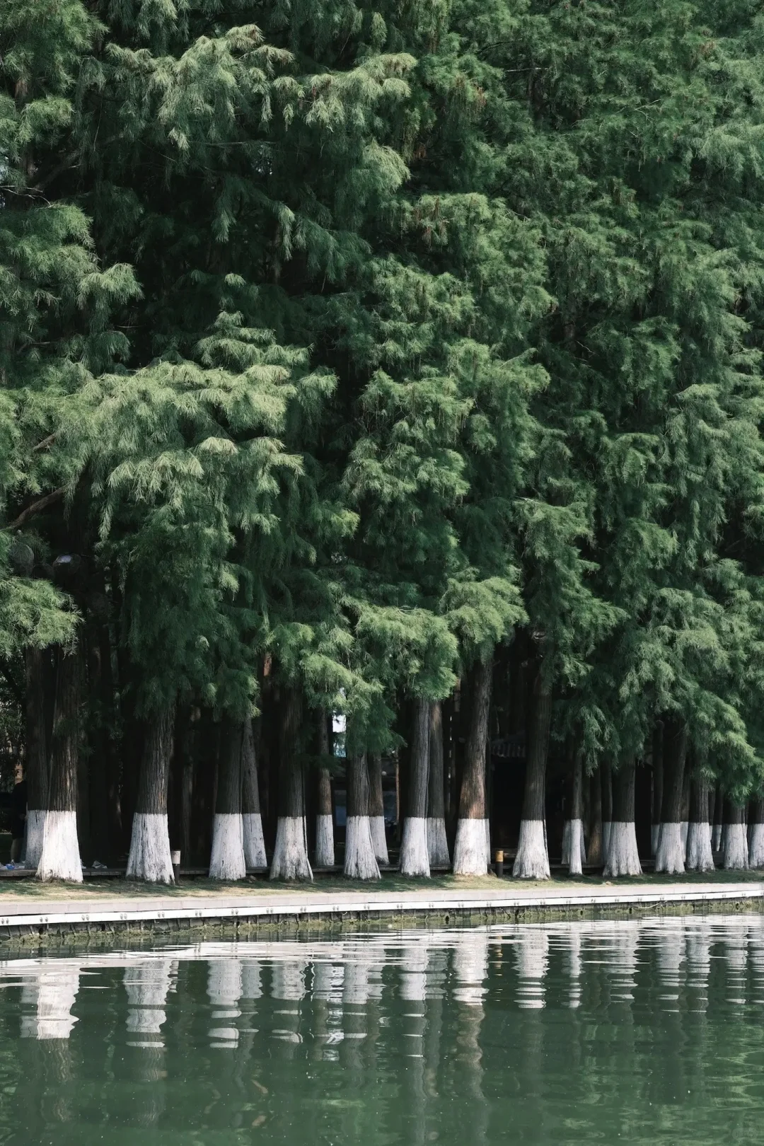｜武汉东湖公园｜现实版的“暮光森林”