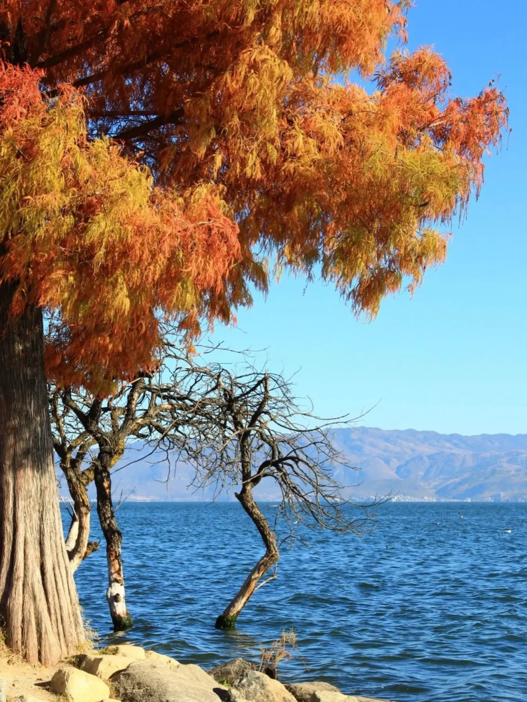 第一次带爸妈去大理，去看苍山洱海