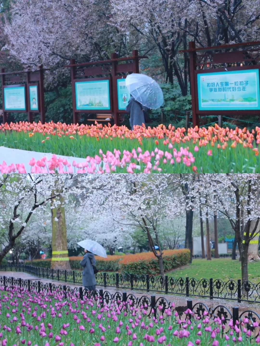 码住！郑州三月必去花海🌸top3