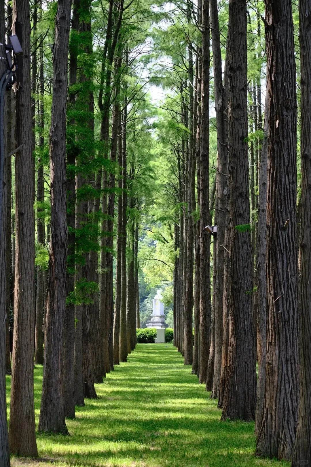 ｜武汉东湖公园｜现实版的“暮光森林”