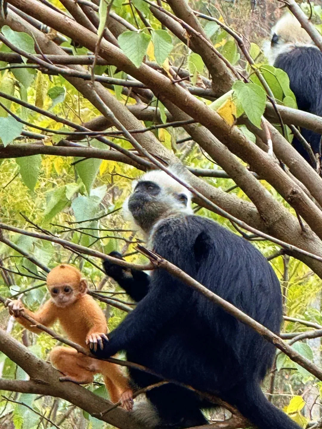 当妈8年了,才发现崇左是度假遛娃天花板!