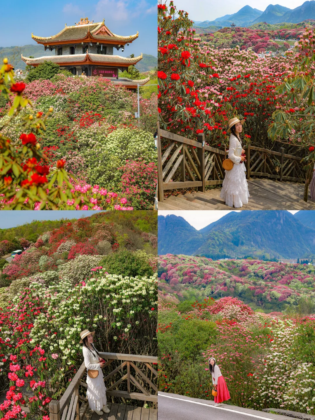 高铁直达！被春天漫山杜鹃花海🌸美哭了😭😭