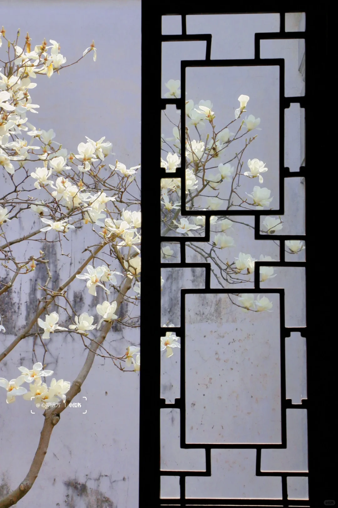 上春山🍃苏州三月玉兰花盛开（附最新攻略）