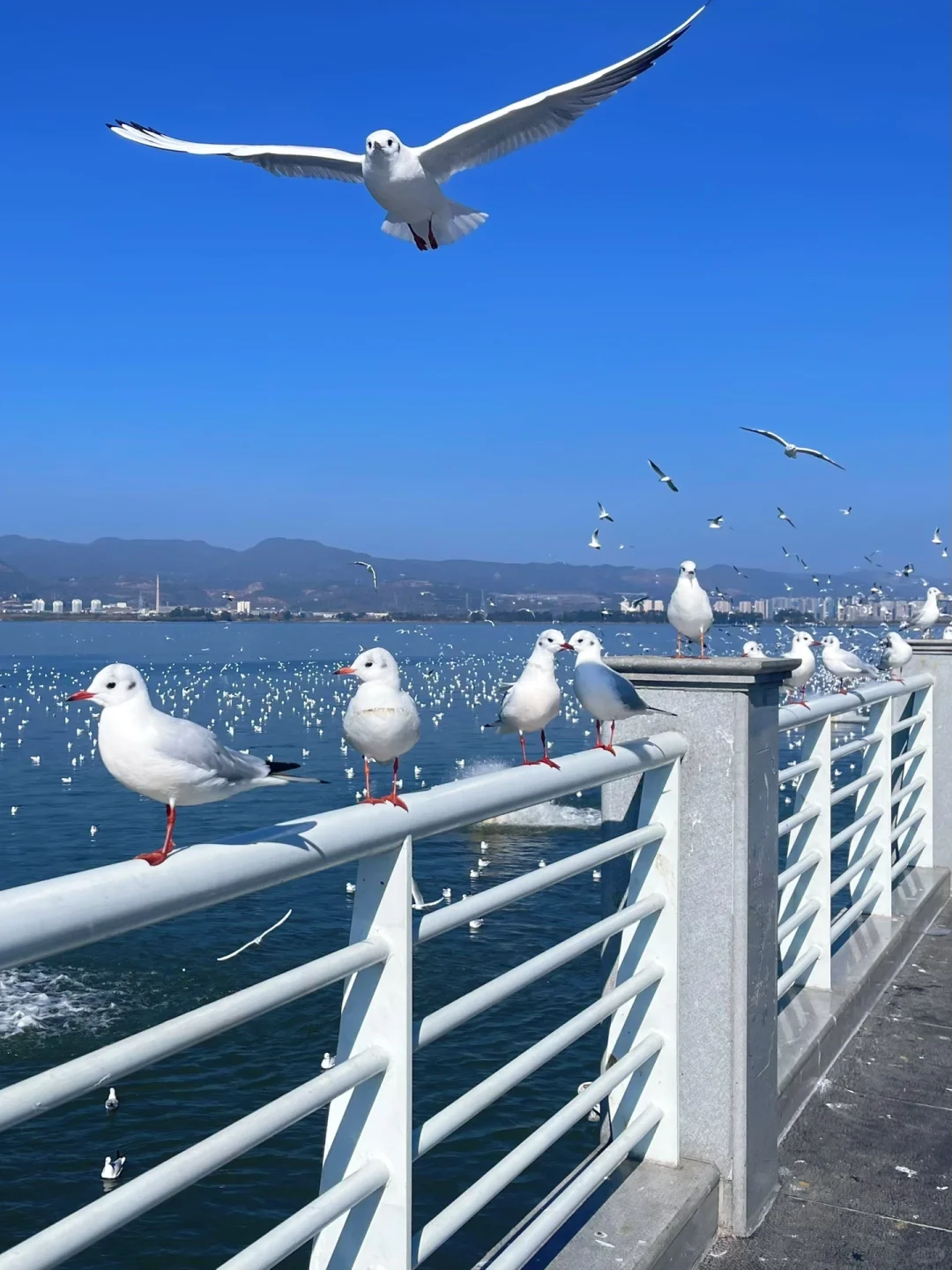 🌿昆明三天旅行攻略｜CityWalk看海鸥逛石林