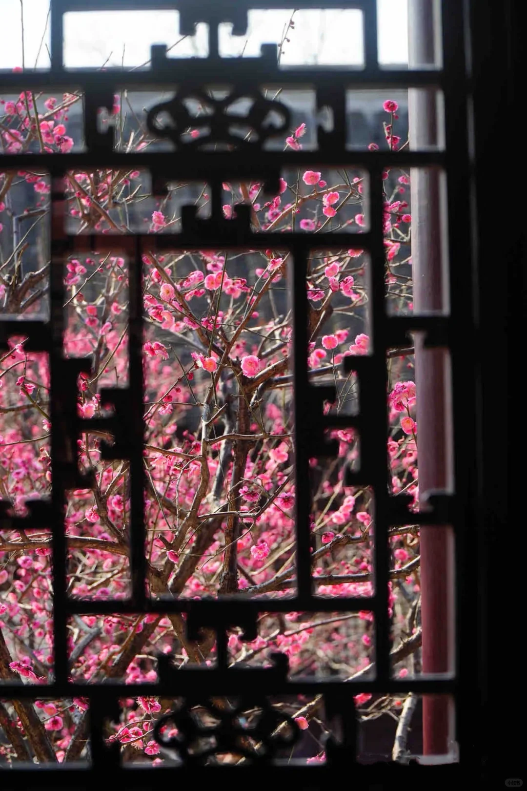 苏州春天的浪漫🌸不止公园！更是满大街小巷！