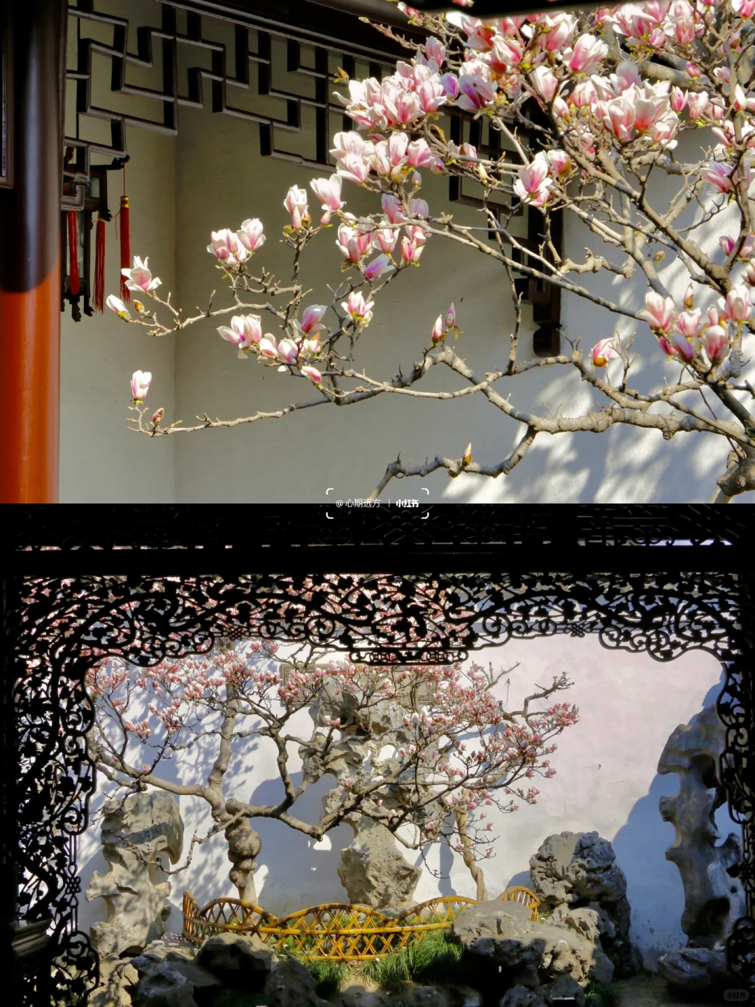 上春山🍃苏州三月玉兰花盛开（附最新攻略）