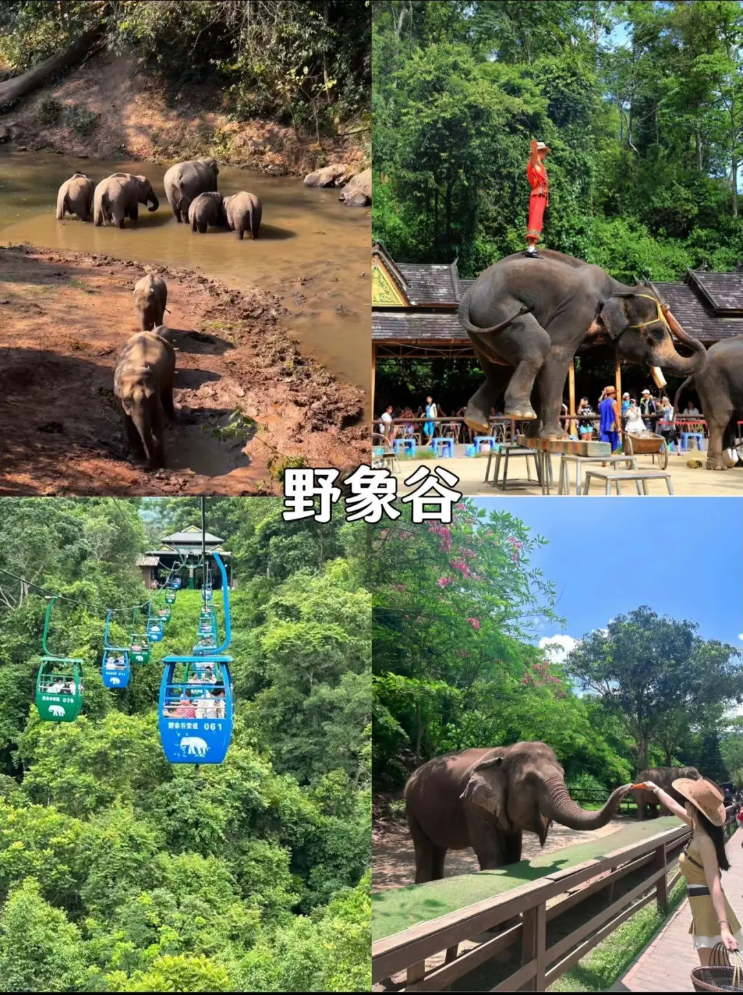 随机抽查：来西双版纳旅行你去了哪些景点❓