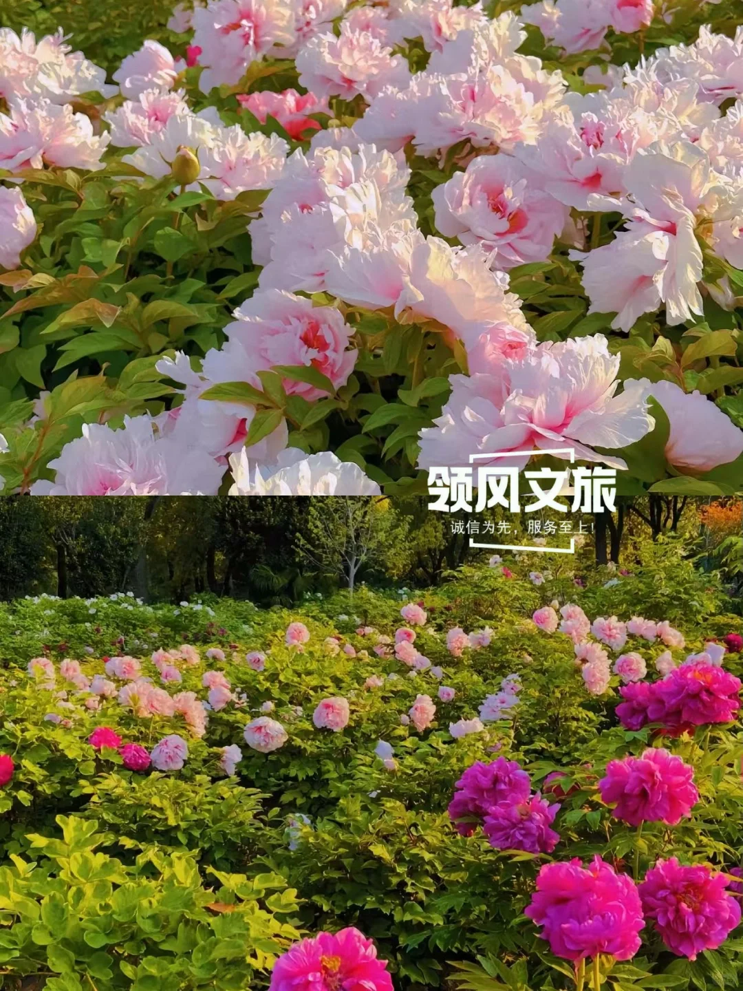 2025年4月份洛阳赏花攻略来啦!🌸