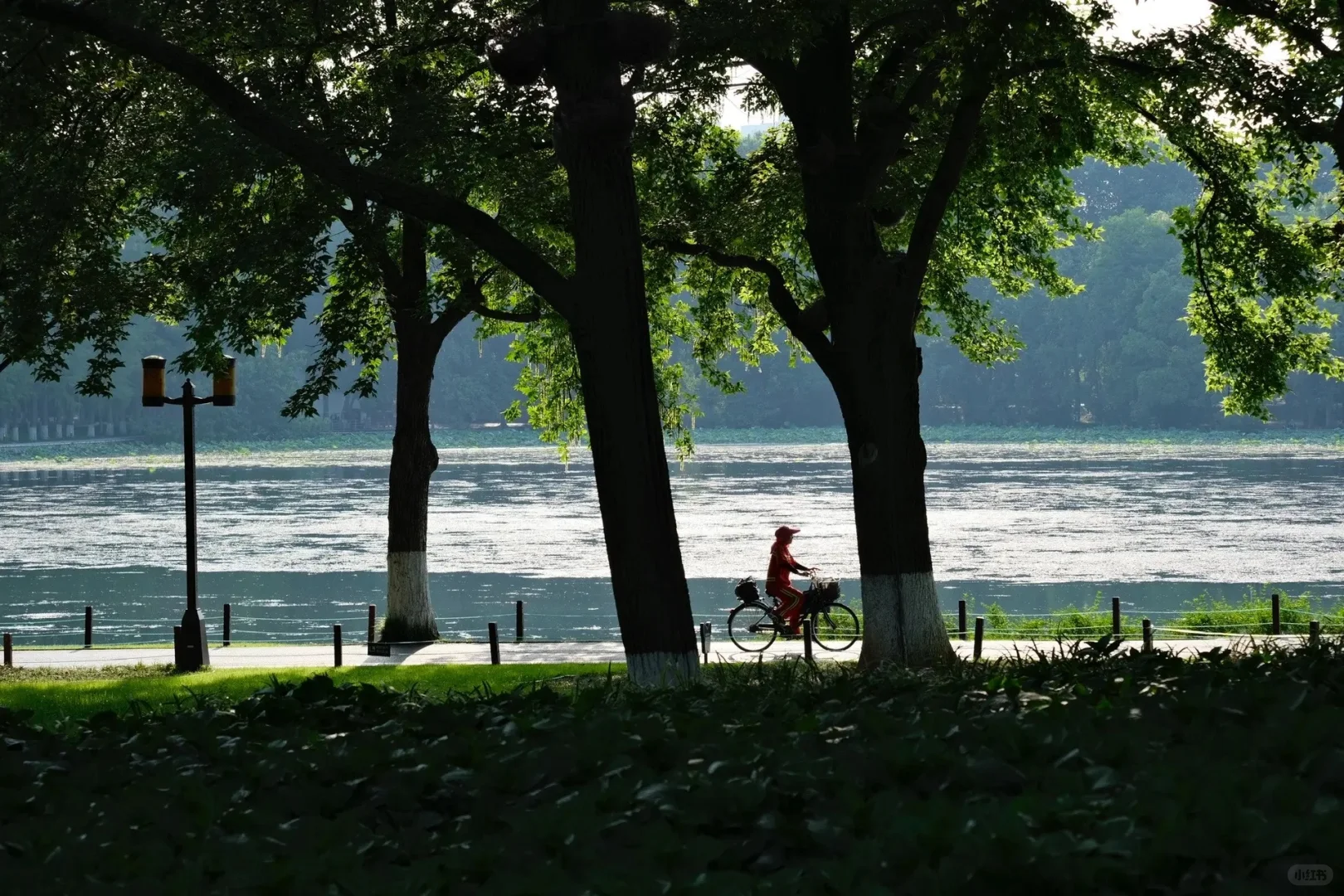 ｜武汉东湖公园｜现实版的“暮光森林”