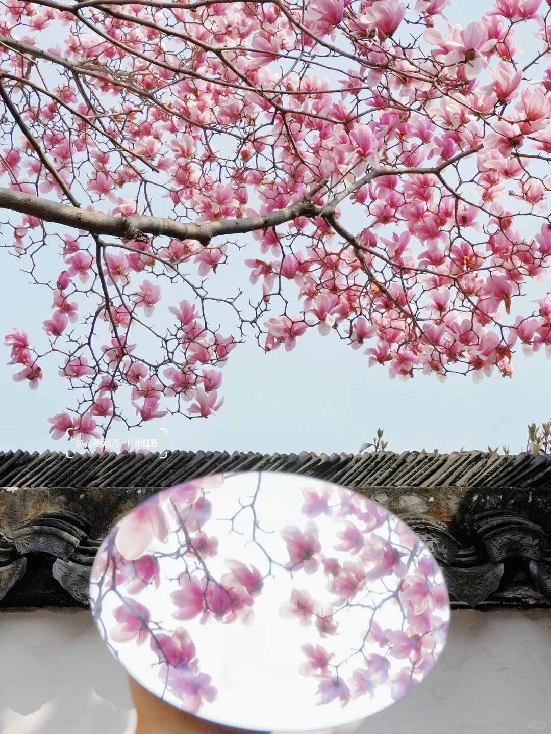 上春山🍃苏州三月玉兰花盛开（附最新攻略）