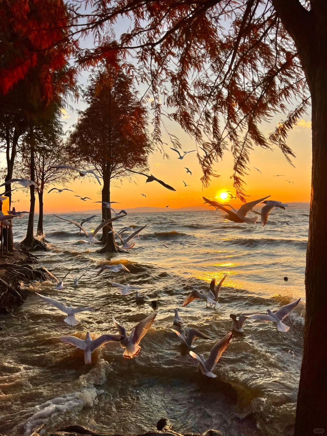 🌿昆明三天旅行攻略｜CityWalk看海鸥逛石林