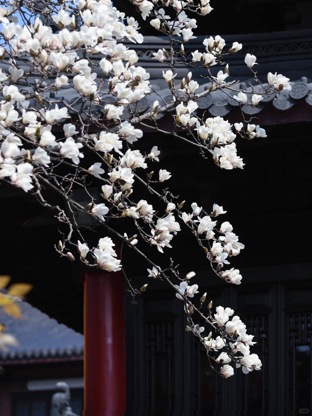 本周末南京赏花最佳线路，我帮你们设计好了