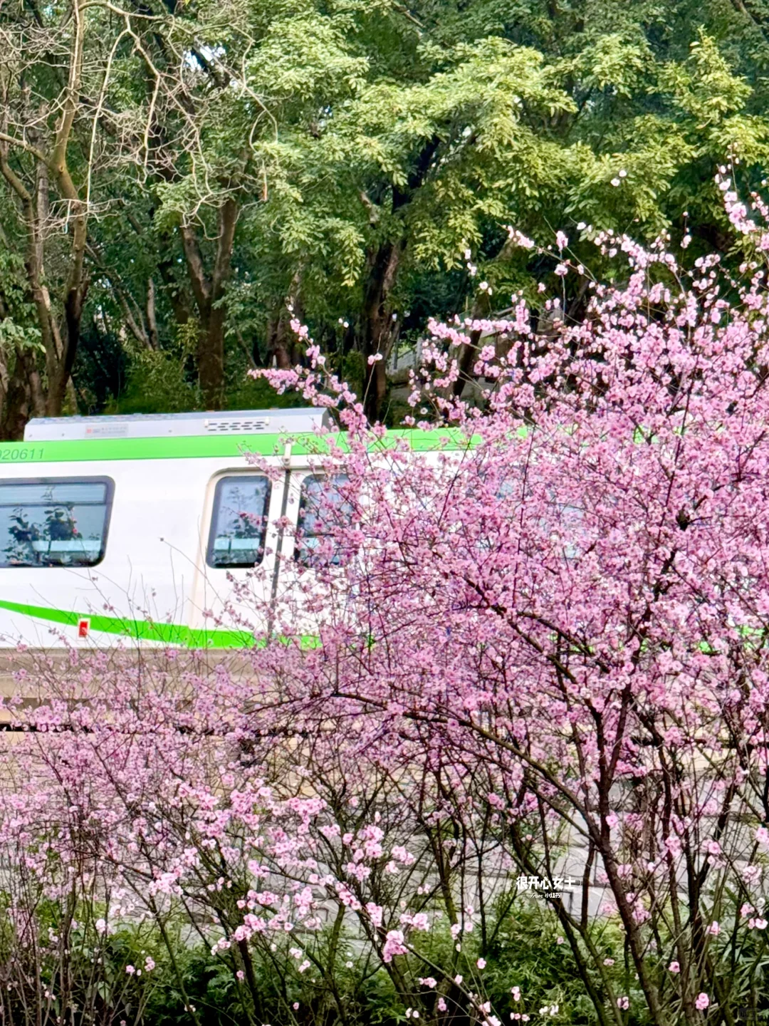 下次去重庆要选个春天！！春日列车太美了！！！