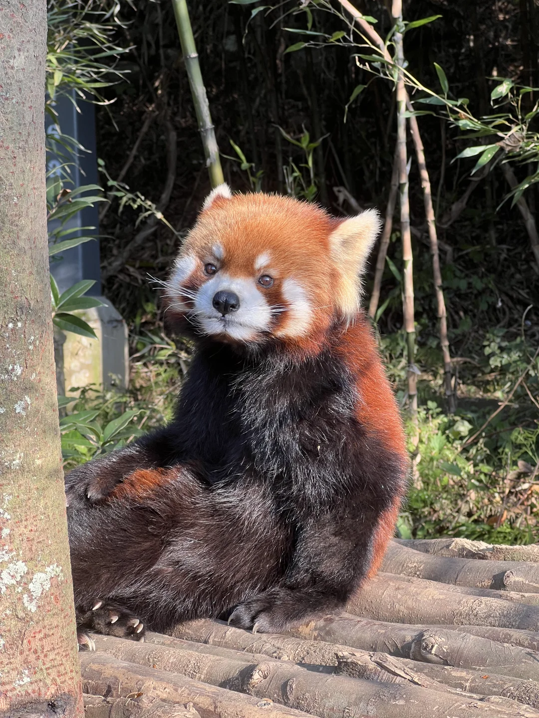 谁还没见过都江堰的水和小熊猫！1日游攻略