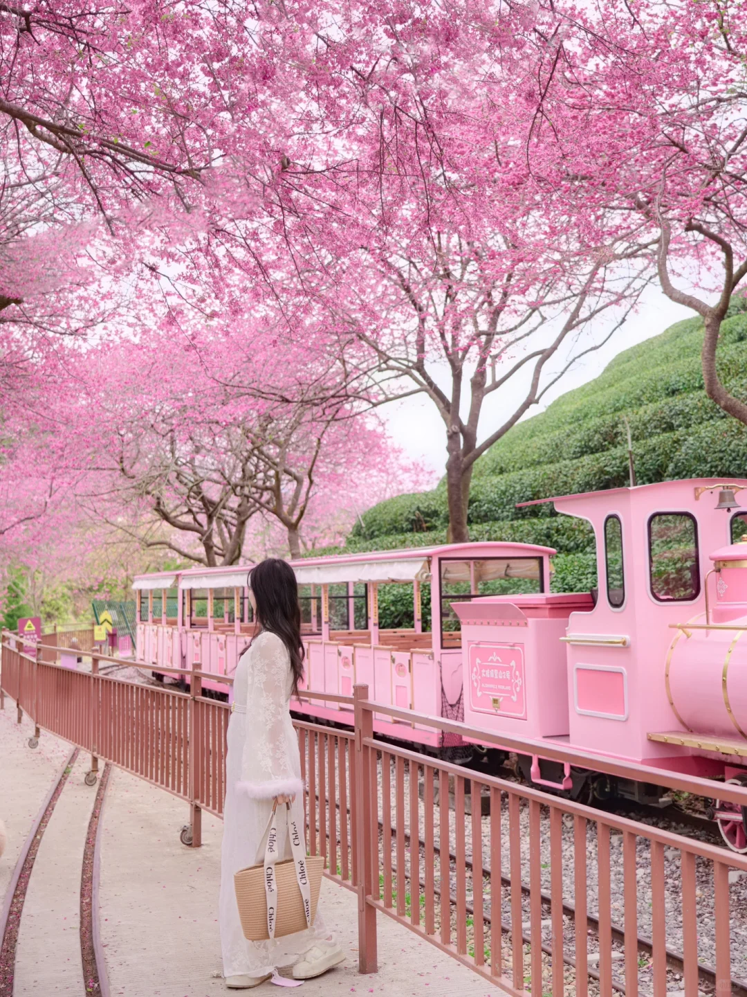 我在永福上春山！中国最美樱花茶园有多绝！！！