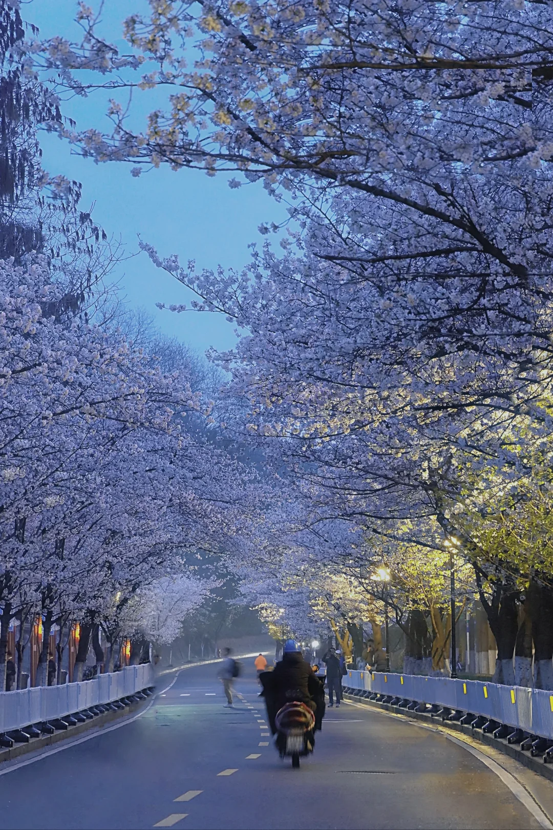 清晨5点的鸡鸣寺樱花，我拍到了梦中场景！