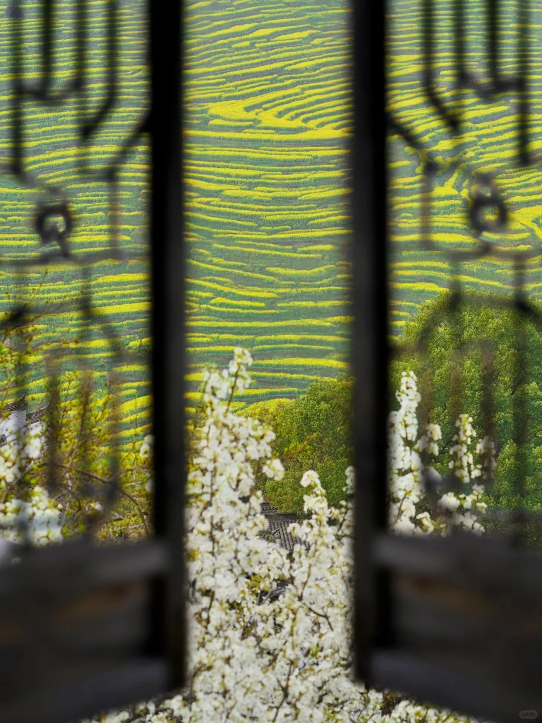 我在婺源上春山｜最美古村的春天真的好绝‼️