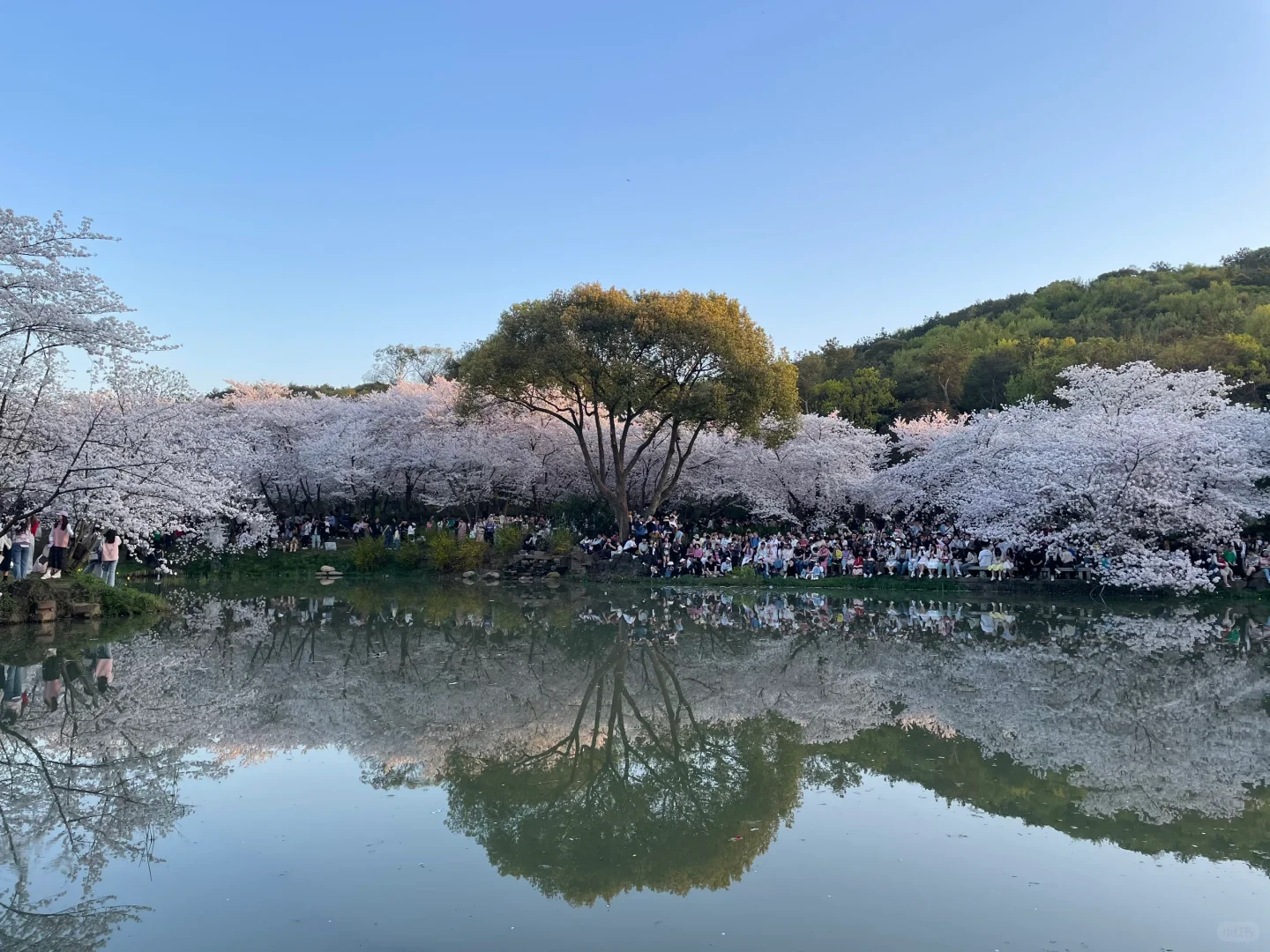 无锡 鼋头渚 樱花