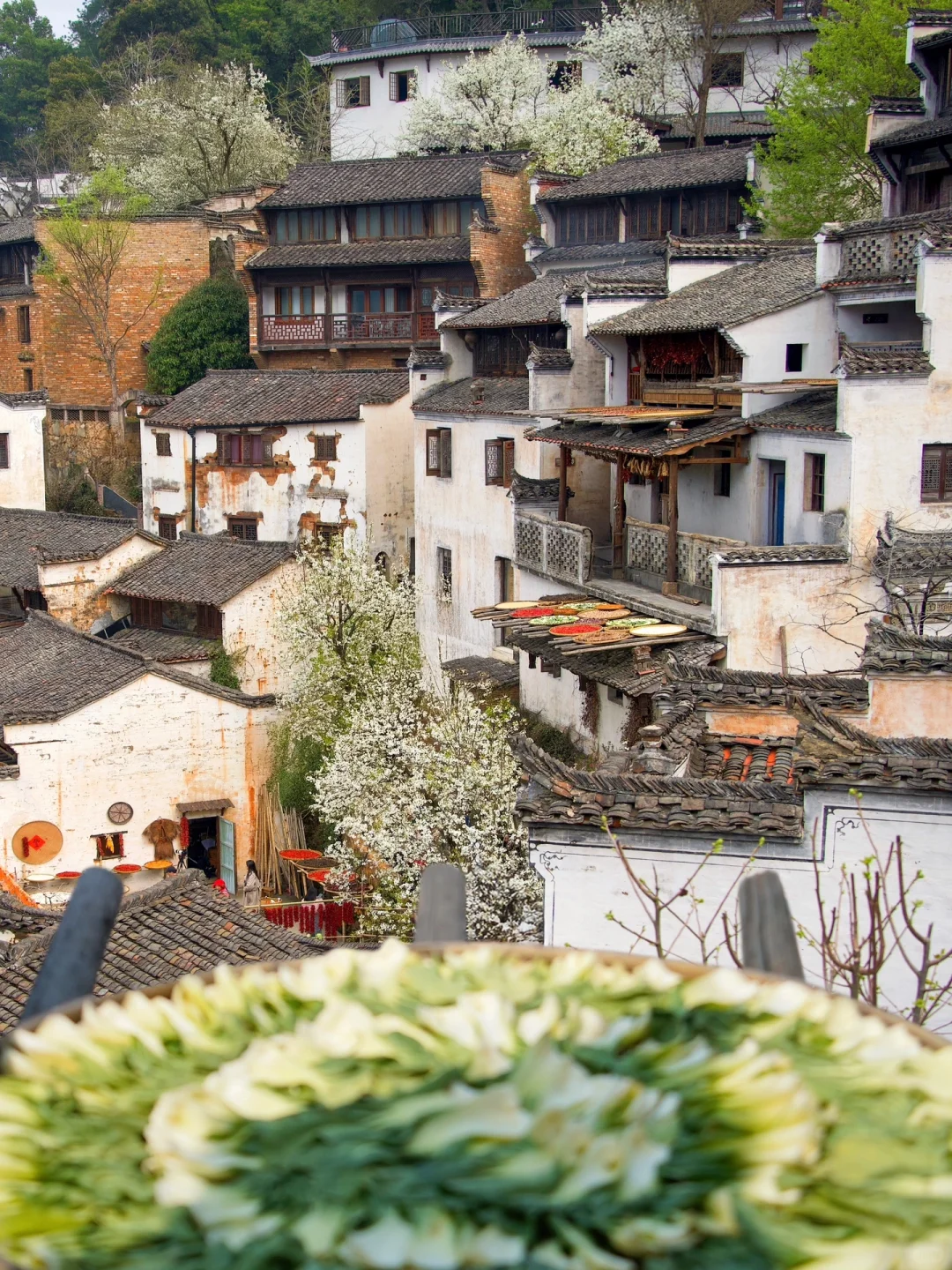 我在婺源上春山｜最美古村的春天真的好绝‼️
