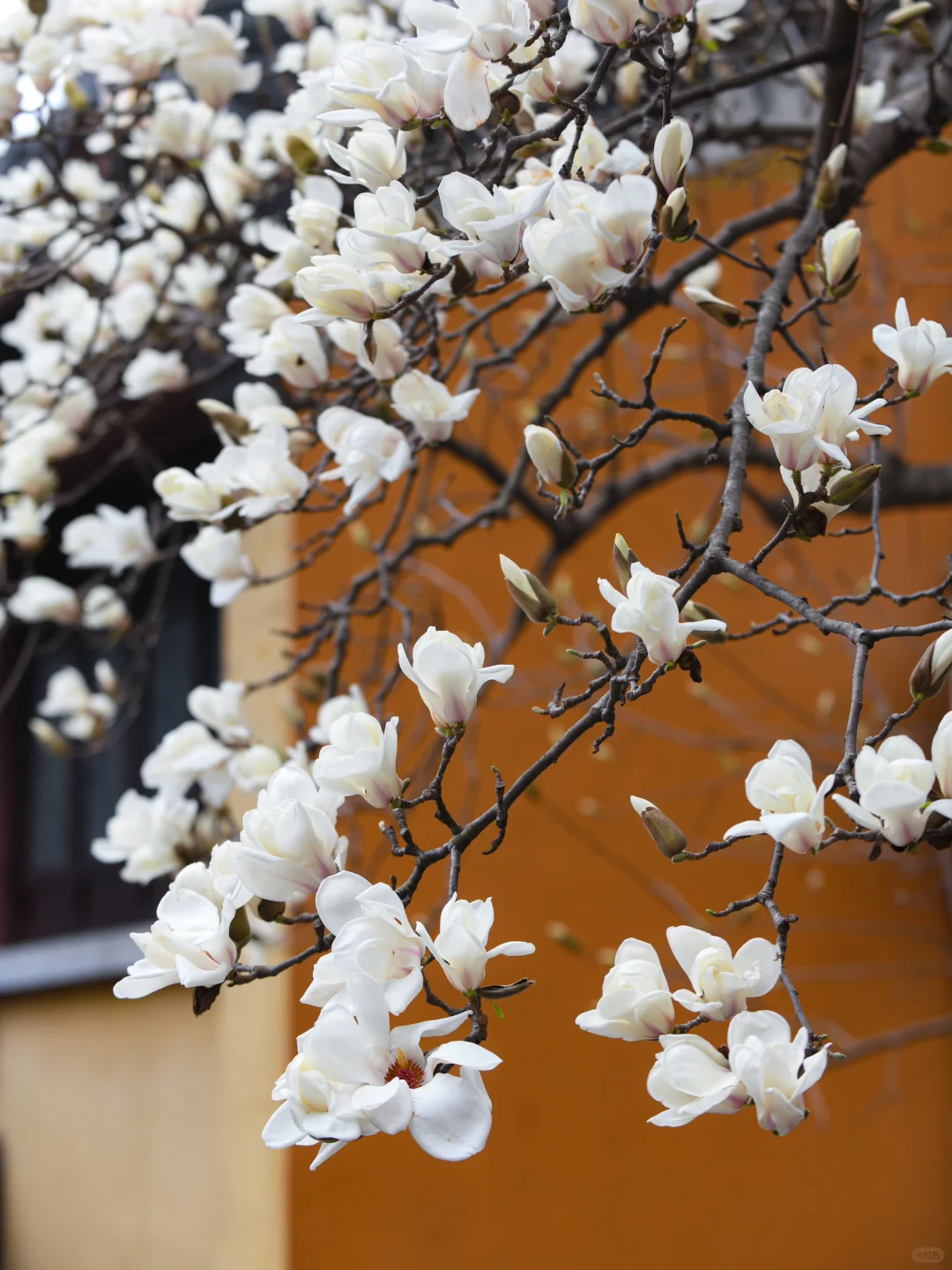 本周末南京赏花最佳线路，我帮你们设计好了