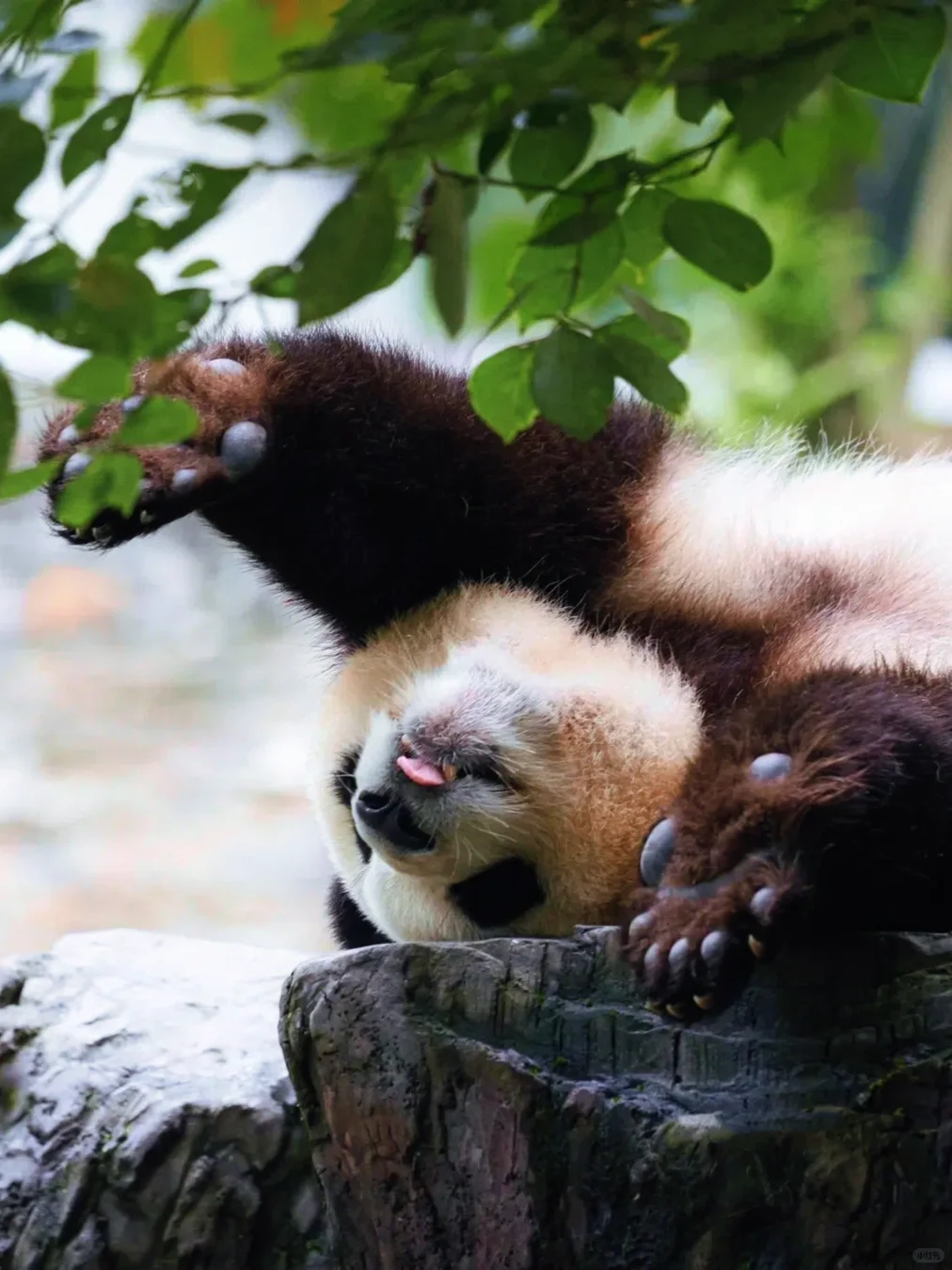 四姑娘山豪赌成功！美过瑞士🏞的夏日氧吧‼️