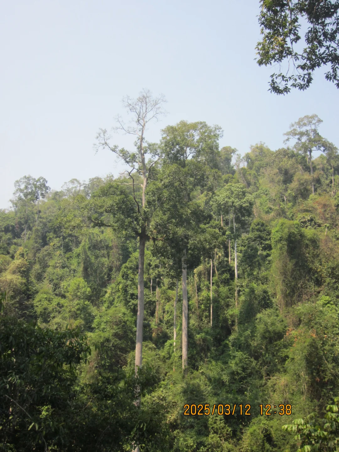望天树景区不推荐啊啊啊啊啊啊