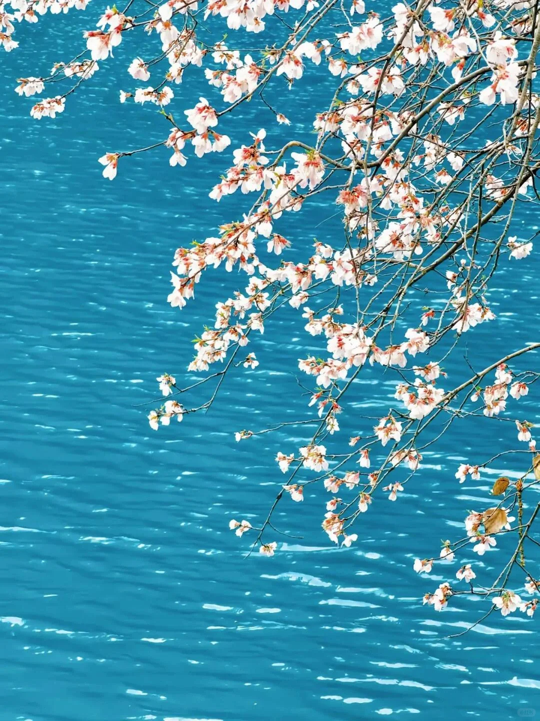 九寨沟 | 一场落入人间的梦幻仙境✨