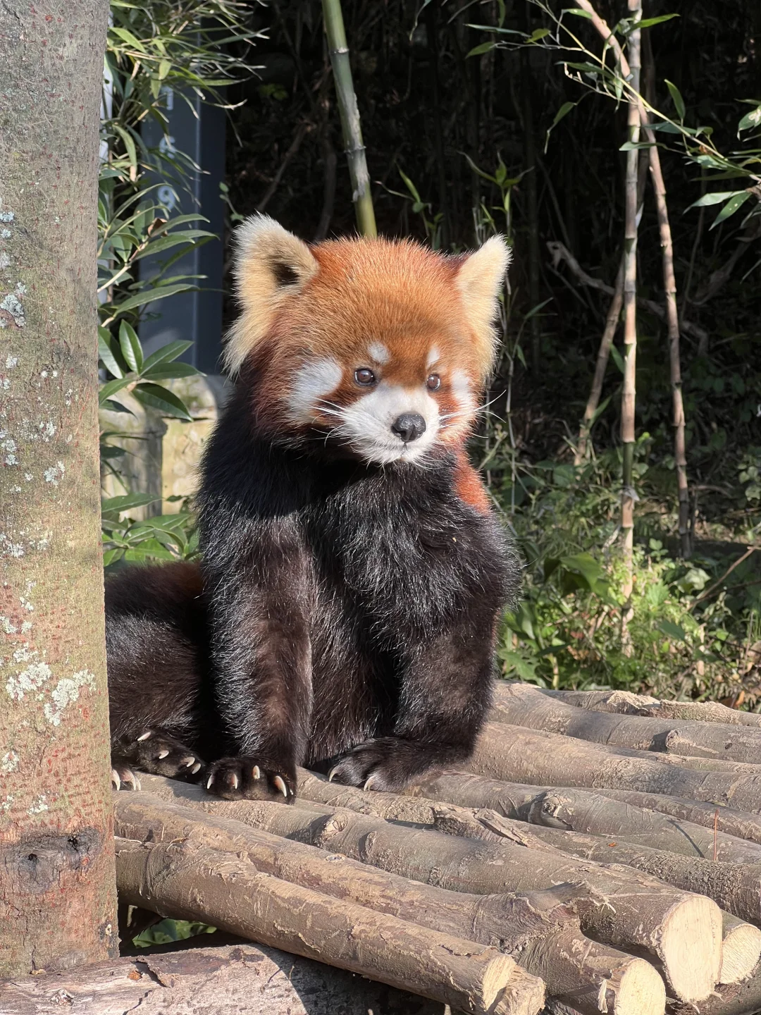 谁还没见过都江堰的水和小熊猫！1日游攻略