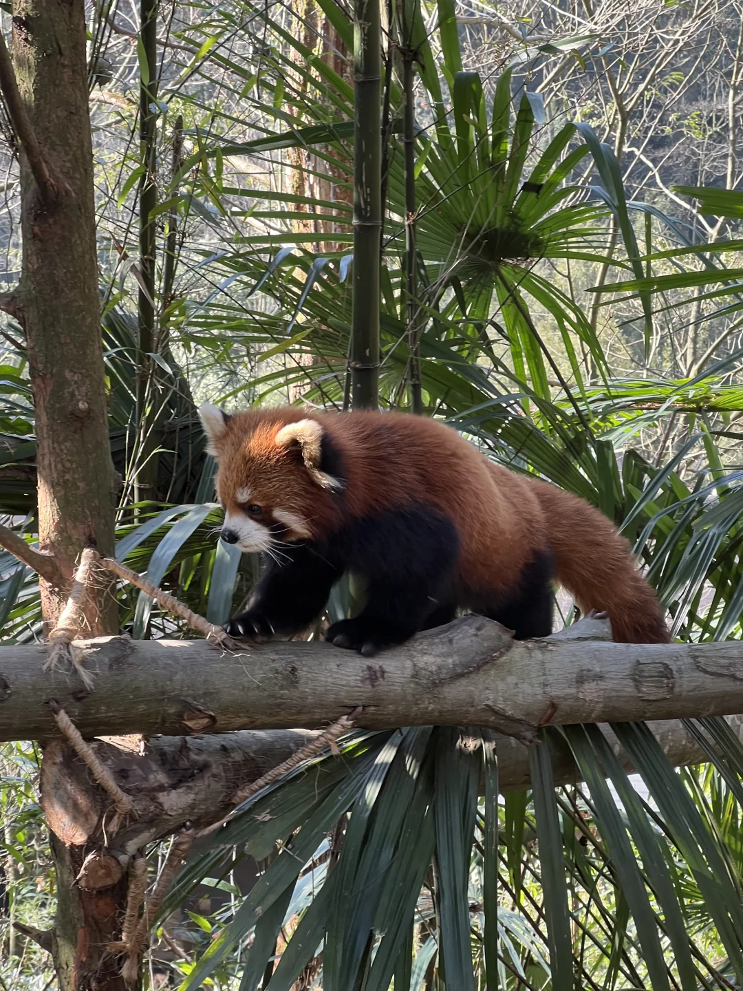 谁还没见过都江堰的水和小熊猫！1日游攻略