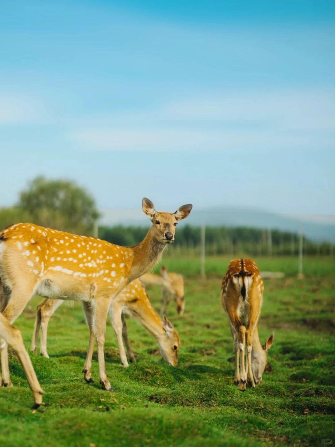 小红书跟风最成功的一次❗️不是瑞士是内蒙古