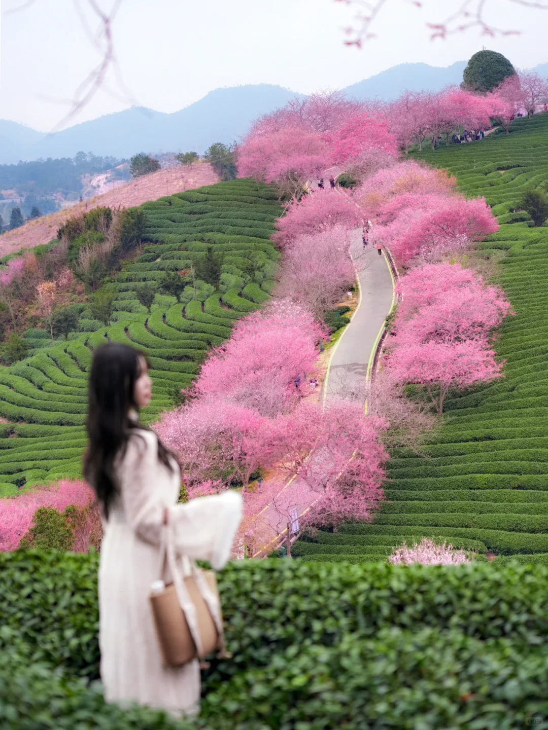 我在永福上春山！中国最美樱花茶园有多绝！！！