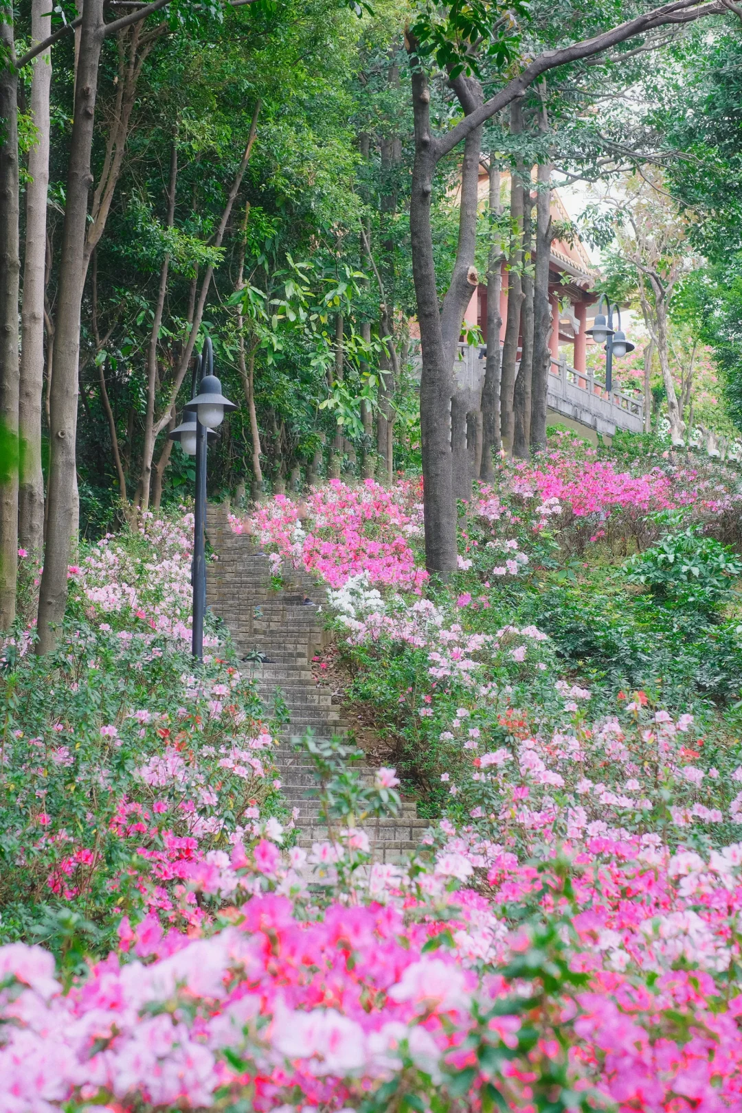 广州麓湖公园这条绝美花路准备来啦🌸附攻略