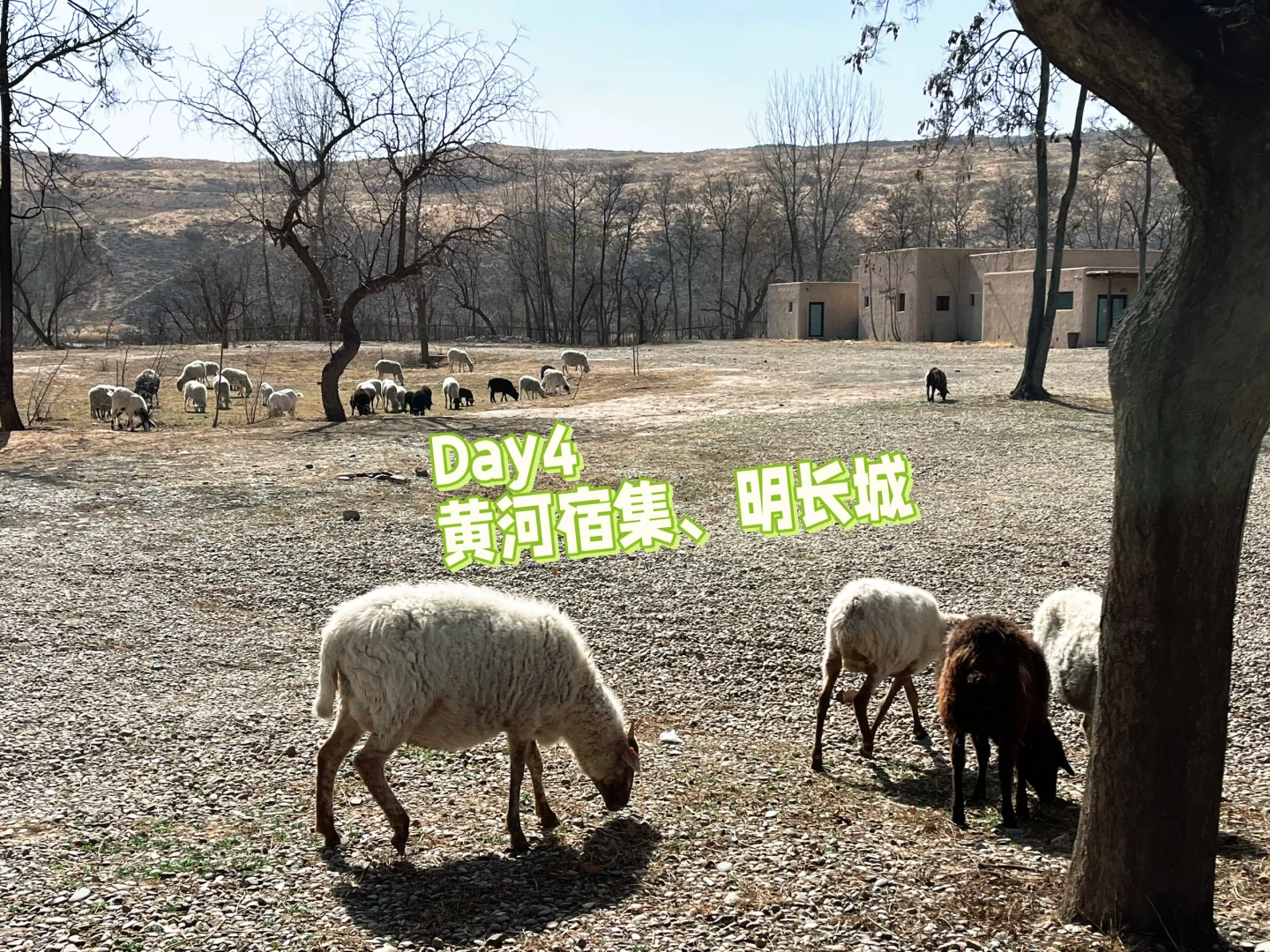 沙漠星星&宁夏中卫旅游攻略Day1