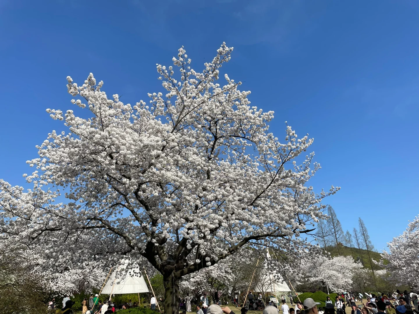 无锡 鼋头渚 樱花