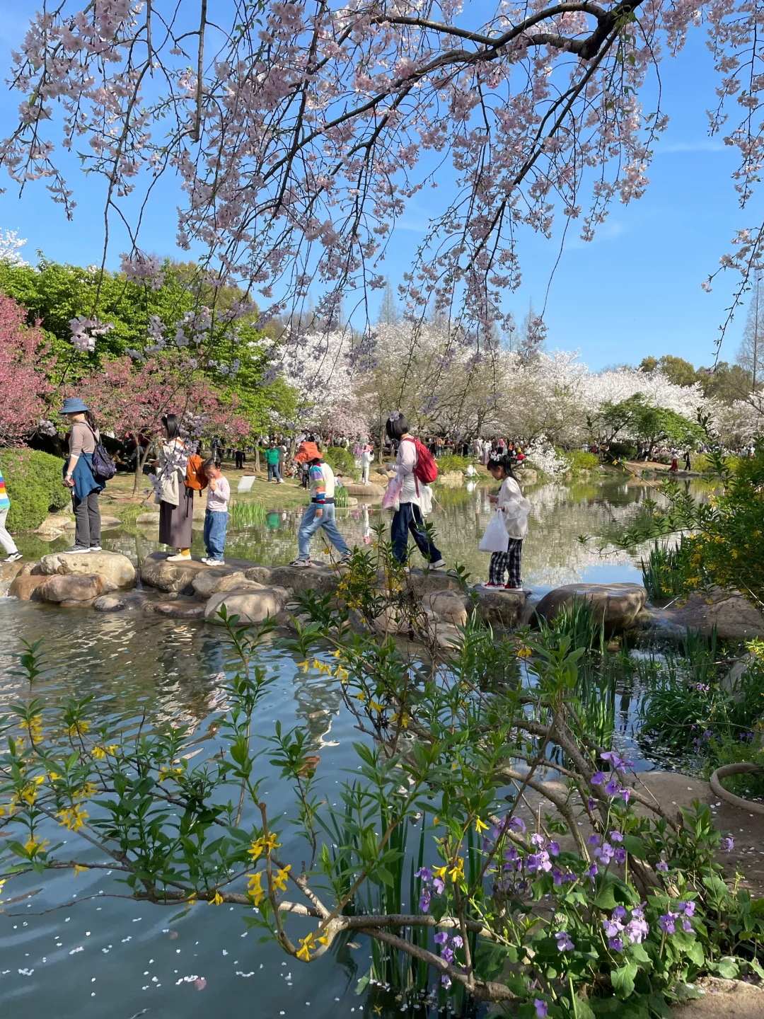 无锡 鼋头渚 樱花