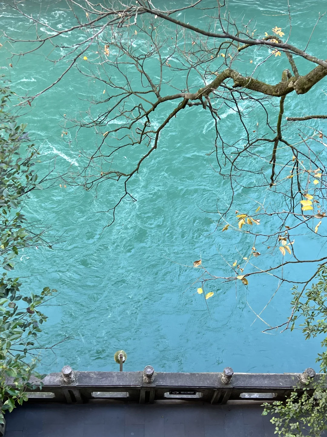 谁还没见过都江堰的水和小熊猫！1日游攻略