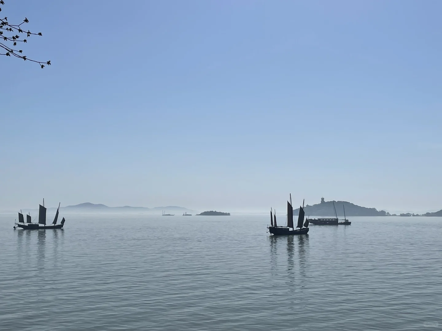 无锡 鼋头渚 樱花