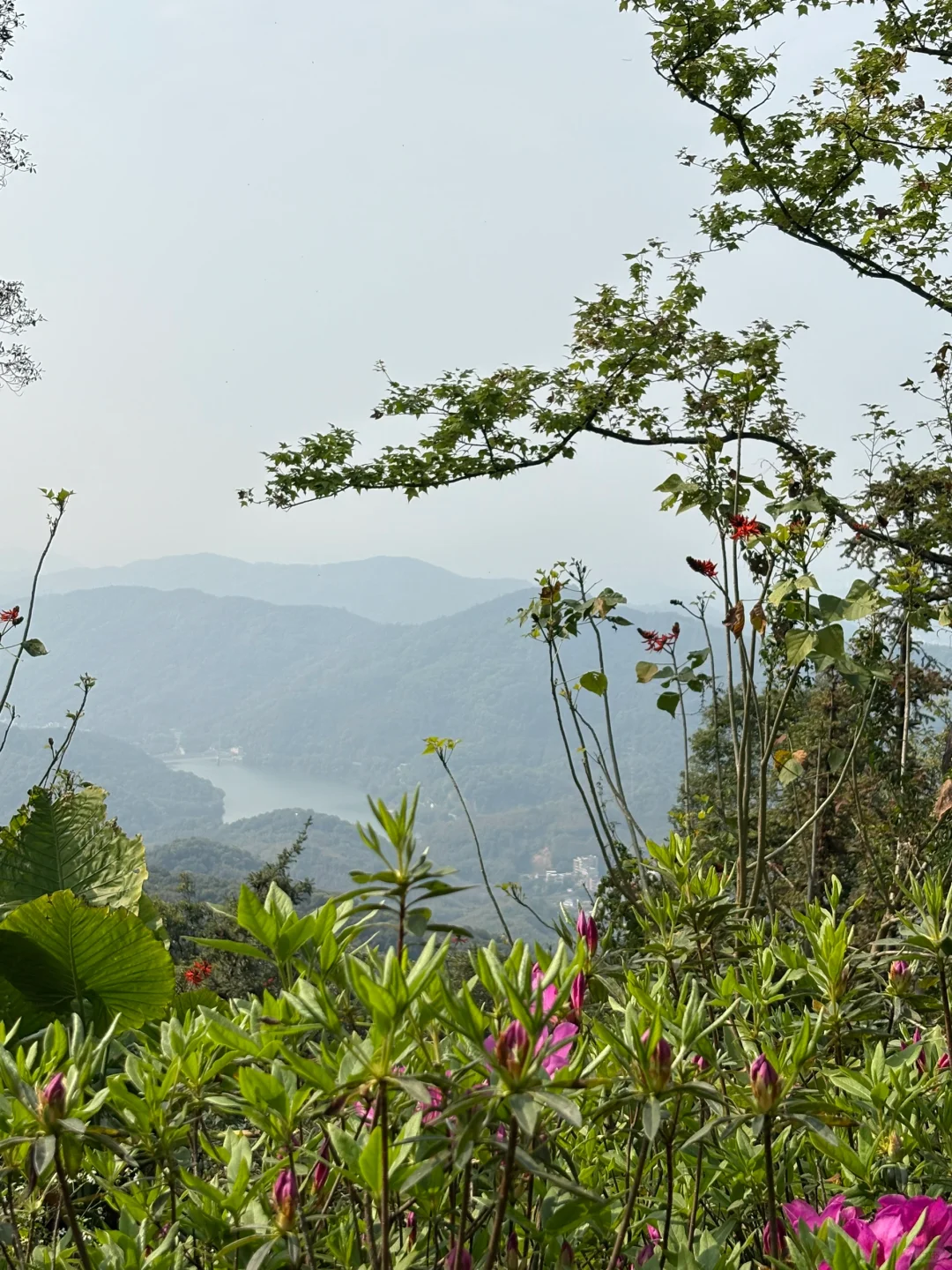我在广州上春山⛰️ 🌸帽峰山