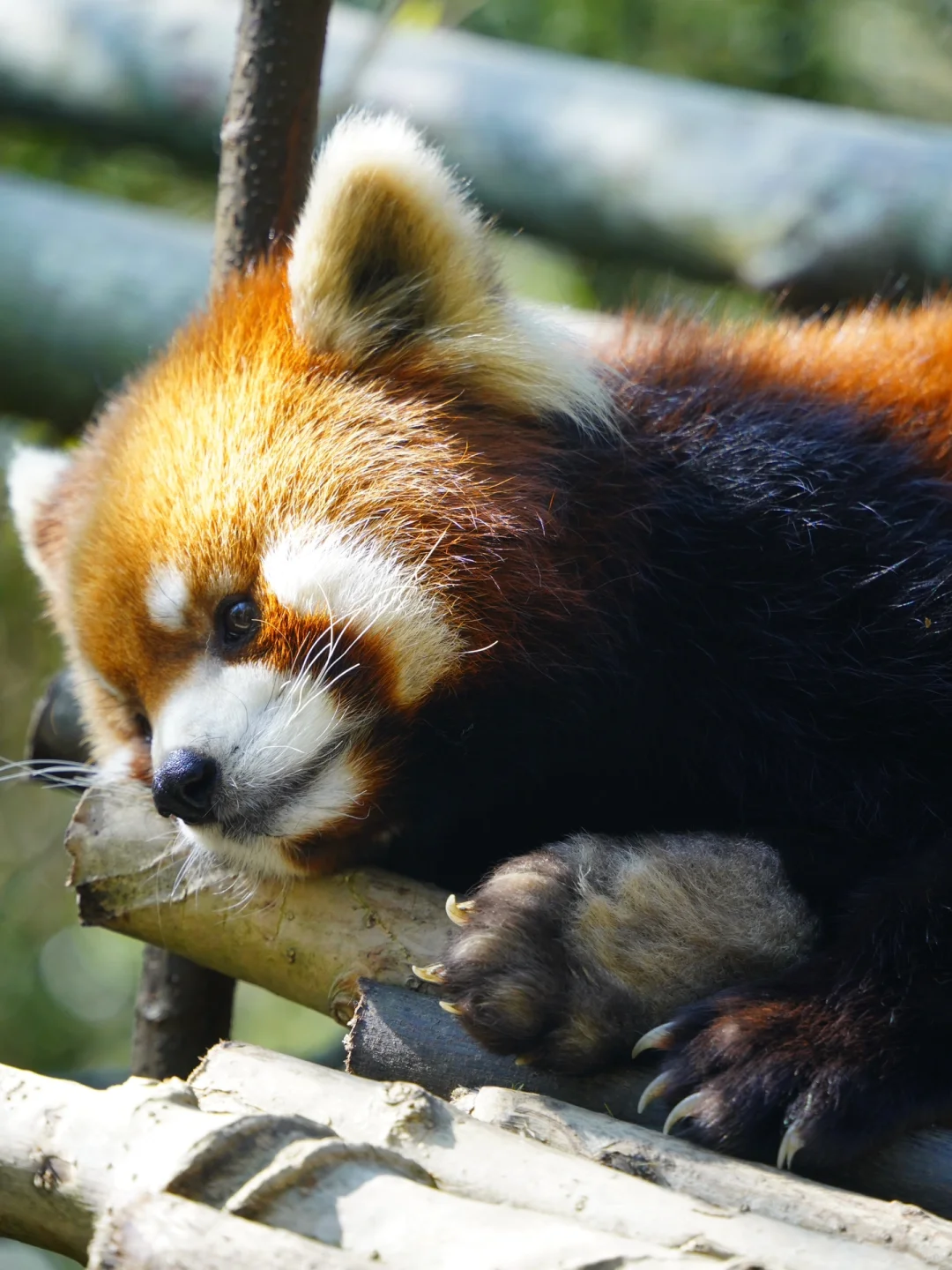 谁还没见过都江堰的水和小熊猫！1日游攻略