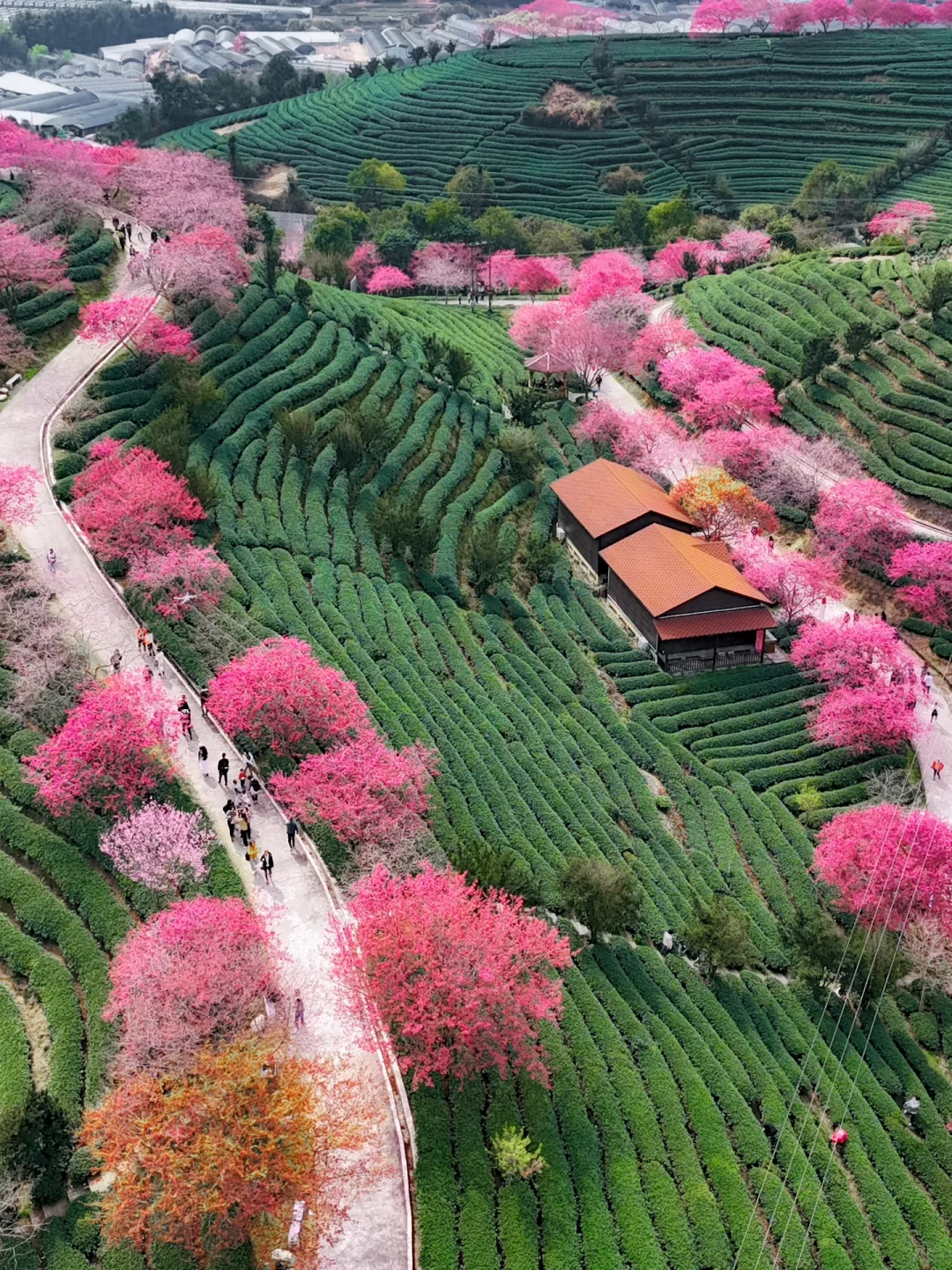 我在永福上春山！中国最美樱花茶园有多绝！！！