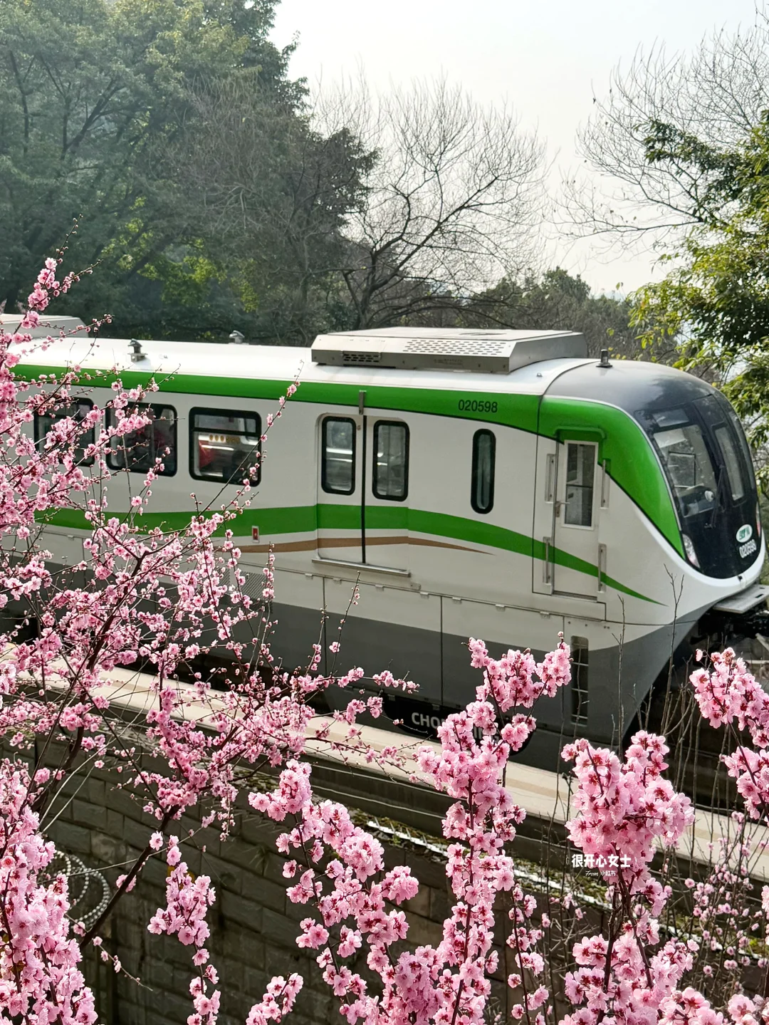 下次去重庆要选个春天！！春日列车太美了！！！