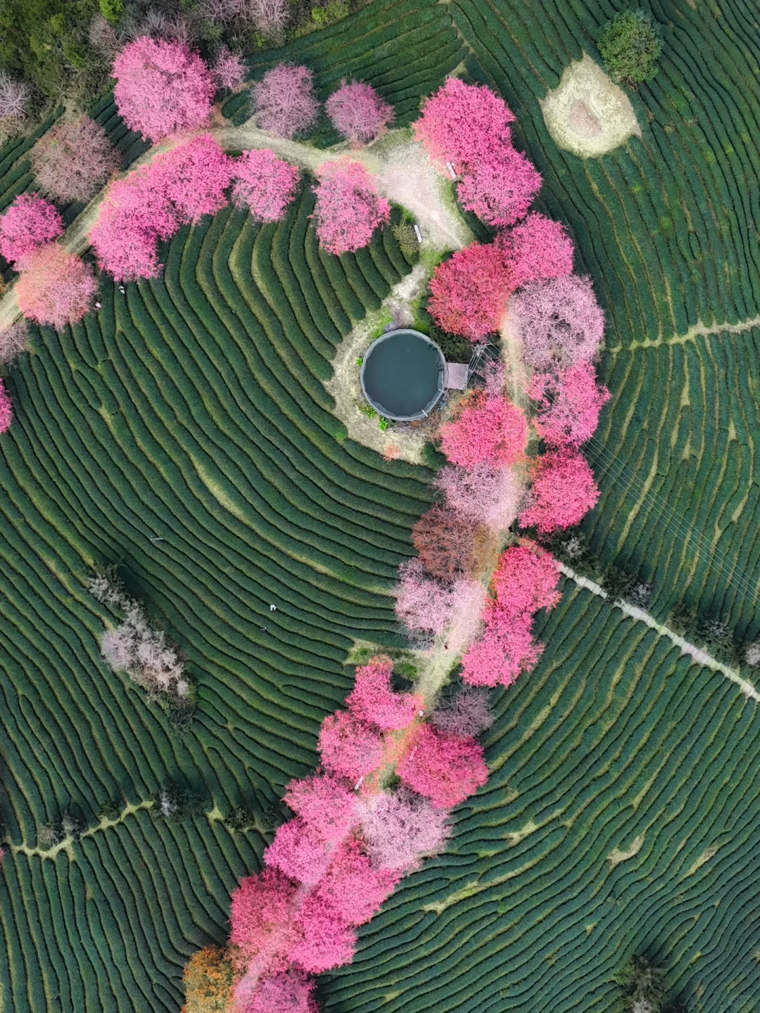 我在永福上春山！中国最美樱花茶园有多绝！！！