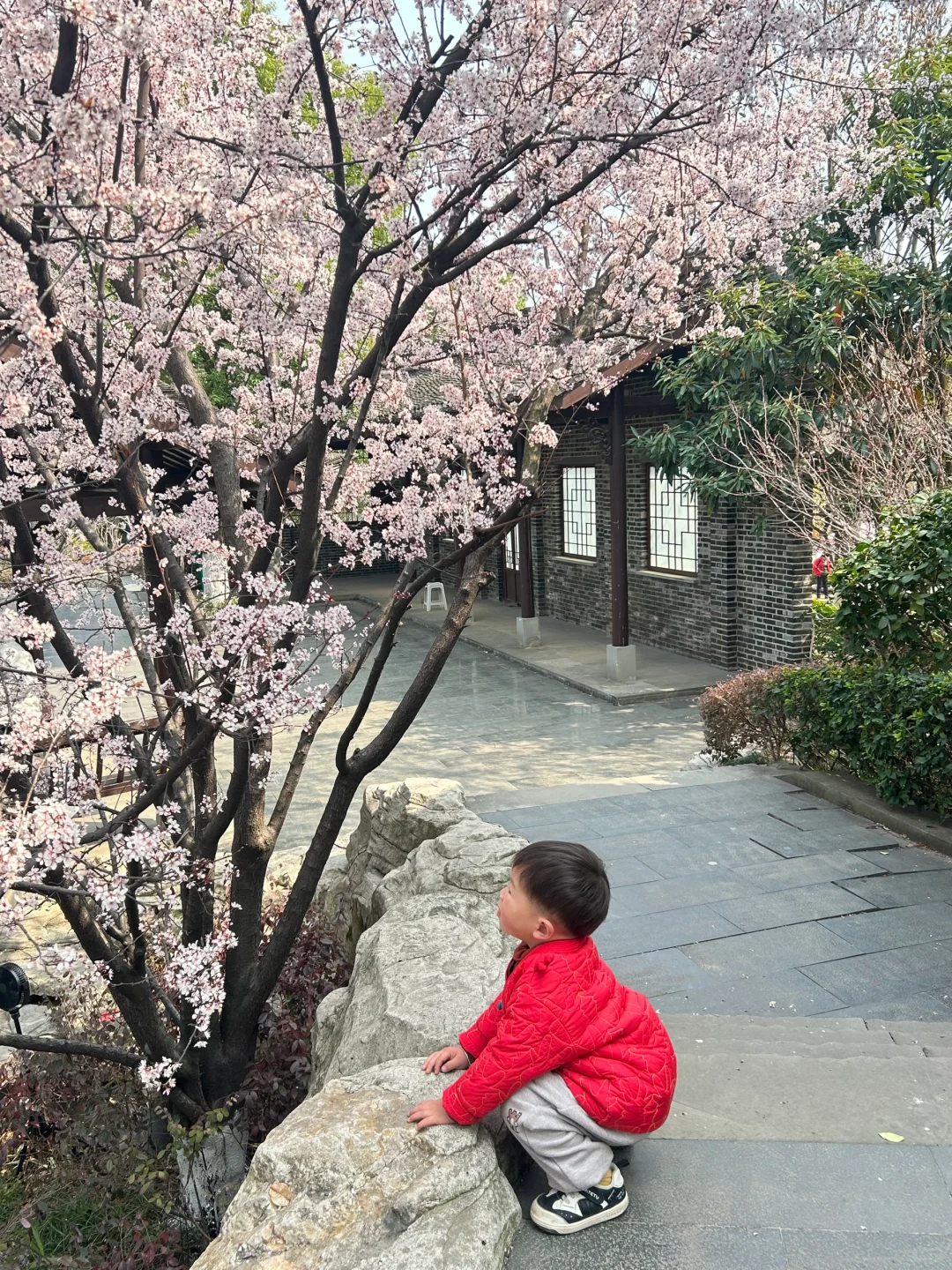 巨新‼️别去东湖樱园人挤人了🌸这里更好拍