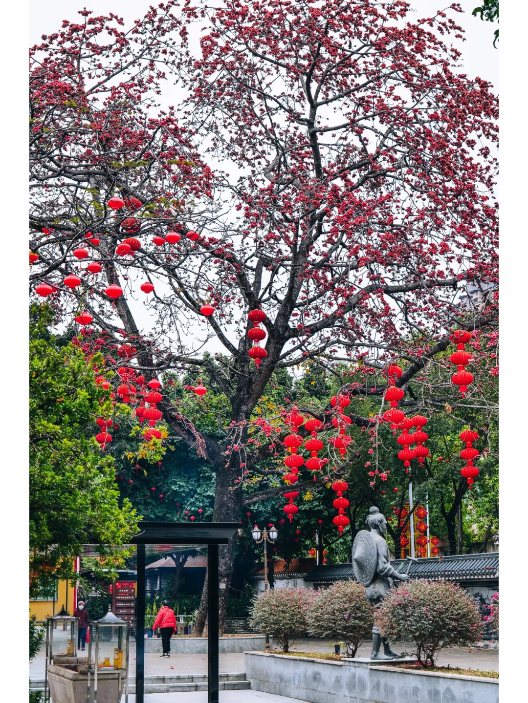 石龙欧仙院：红棉盛放的绝美时刻