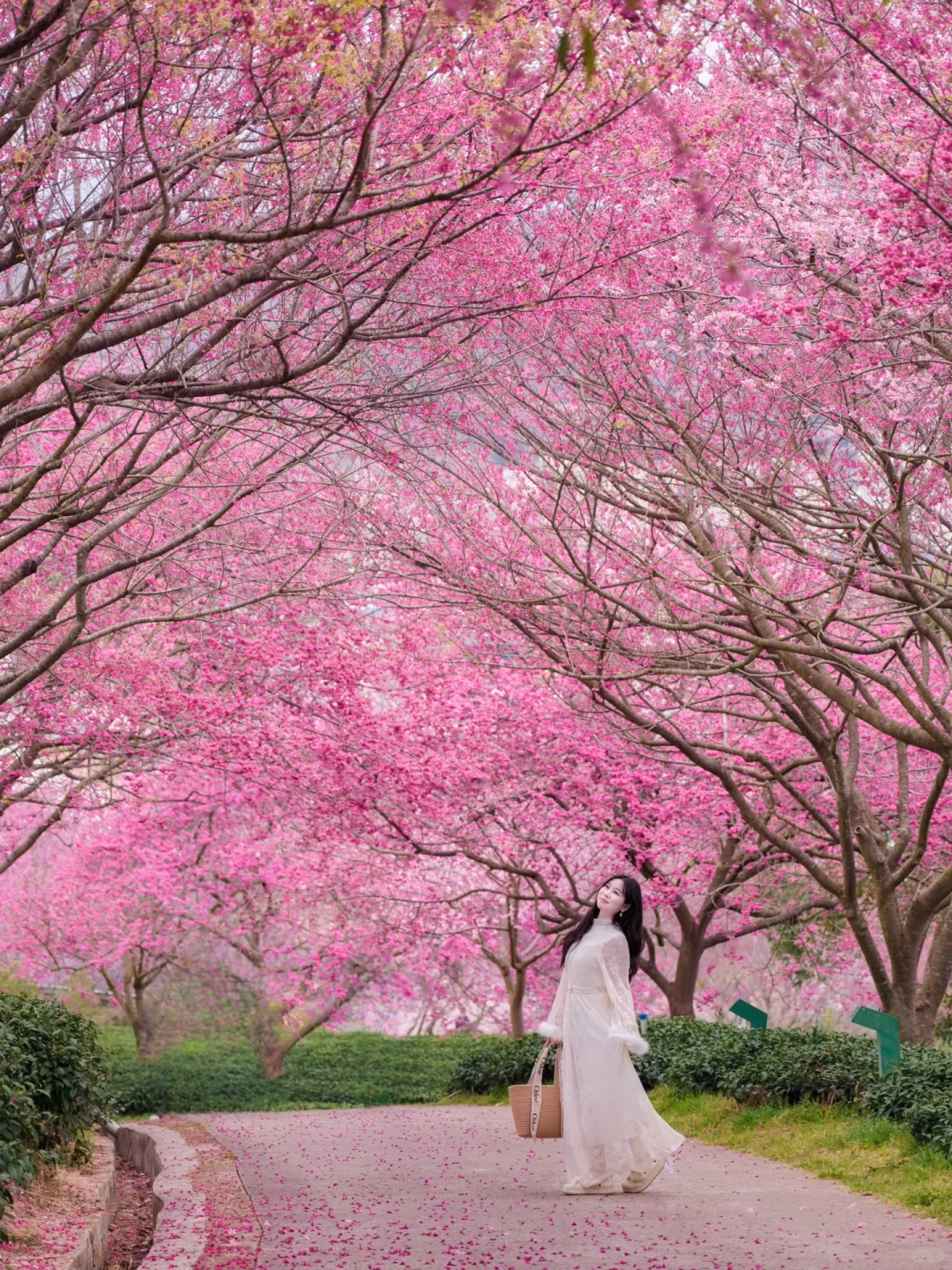 我在永福上春山！中国最美樱花茶园有多绝！！！